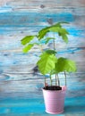 Young plant of oak, seedling from acorn in small pink pot on wooden background. Soft selective focus, rustic background