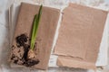 Young plant on old book against spring natural background. Ecology concept Royalty Free Stock Photo