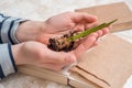 Young plant on old book against spring natural background. Ecology concept Royalty Free Stock Photo