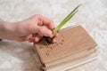 Young plant on old book against spring natural background. Ecology concept Royalty Free Stock Photo