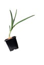 Young plant of onion growing in pot on white background. Onion bulb planted in a flower pot Royalty Free Stock Photo