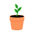 A young plant in an orange pot. Green leaves sprout in pot.