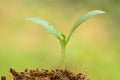 Young plant over green background and beginning to grow for people food and forest Royalty Free Stock Photo