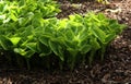 A young plant of perennial hosta in the shady part of the garden Royalty Free Stock Photo