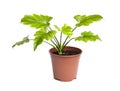 Young plant of Philodendron in a flower pot isolated on white Royalty Free Stock Photo