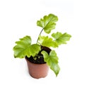 Young plant of Philodendron in a flower pot isolated Royalty Free Stock Photo