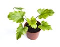 Young plant of Philodendron in a flower pot Royalty Free Stock Photo