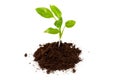 Young plant in pile of soil or ground isolated on a white background. Growth, new life concept Royalty Free Stock Photo