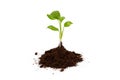 Young plant in pile of soil or ground isolated on a white background. Growth, new life concept Royalty Free Stock Photo