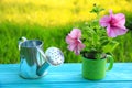 A young plant of pink petunia and a watering can Royalty Free Stock Photo