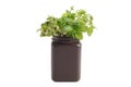 Young plant of Plectranthus amboinicus mexican mint, fragrant plant growing in black plastic flowerpot Royalty Free Stock Photo