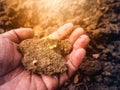 Young plant on pool soil in the hand holding. Royalty Free Stock Photo