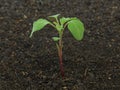 Young plant of Redroot pigweed in soil, Amaranthus retroflexus Royalty Free Stock Photo