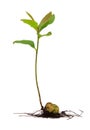 Young plant and  root  isolate root on white background, The growth of roots and leaves of trees, seedling Royalty Free Stock Photo