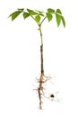 Young plant with roots Royalty Free Stock Photo