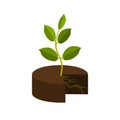 Young plant with roots in a ground on a white background Royalty Free Stock Photo