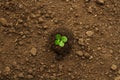 Young plant seedling grow on dry dirt