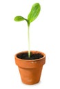 Young plant, seedling in pot isolated on white. Little squash plant in a small flower pot. Royalty Free Stock Photo