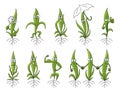 Young plant set characters. Friendly shoots germination. Seedlings mascot. Plants growing. Agricultural science. Vector