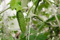 Young plant single cucumber. Juicy fresh cucumber close-up on a background of leaves. Royalty Free Stock Photo