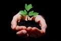 Young plant with soil in hands Royalty Free Stock Photo