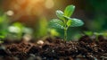 young plant springing up out of the soil Royalty Free Stock Photo
