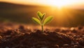 Young plant springing up out of the soil Royalty Free Stock Photo