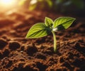 Young plant springing up out of the soil The sun shines Royalty Free Stock Photo