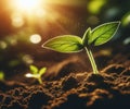 Young plant springing up out of the soil The sun shines Royalty Free Stock Photo