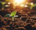 Young plant springing up out of the soil The sun shines Royalty Free Stock Photo