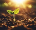 Young plant springing up out of the soil The sun shines Royalty Free Stock Photo