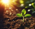 Young plant springing up out of the soil The sun shines Royalty Free Stock Photo