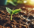 Young plant springing up out of the soil The sun shines Royalty Free Stock Photo