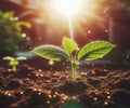 Young plant springing up out of the soil The sun shines Royalty Free Stock Photo