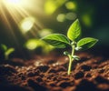 Young plant springing up out of the soil The sun shines Royalty Free Stock Photo