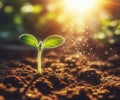 Young plant springing up out of the soil The sun shines Royalty Free Stock Photo