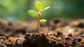 a young plant sprouting from the soil