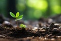 a young plant sprouts from the ground in the forest Royalty Free Stock Photo