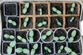 Young plant sprouts in pots of different shapes Royalty Free Stock Photo