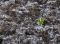 Young plant surviving late frost