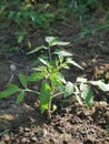 Young plant of tomato