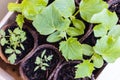 Young plant, tomato, cucumber seedling in peat pot, selective focus Royalty Free Stock Photo