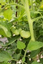 Young Plant Of Tomato With Two Green Tomatoes Grow In Vegetable Royalty Free Stock Photo