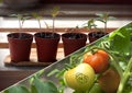 Young plant of tomatoes in pots. Process of growing tomatoes. Before and after