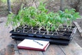 Young plant of tomatoes. Tomato seedlings in a pot. Gardening. Growing tomatoes. Young sprout. Seeding tomato