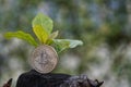 Young plant on the top of coin stack, bitcoin, investment, business growth concept