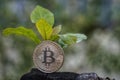 Young plant on the top of coin stack, bitcoin, investment, business growth concept