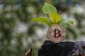 Young plant on the top of coin stack, bitcoin, investment, business growth concept