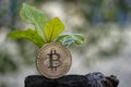 Young plant on the top of coin stack, bitcoin, investment, business growth concept