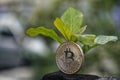 Young plant on the top of coin stack, bitcoin, investment, business growth concept